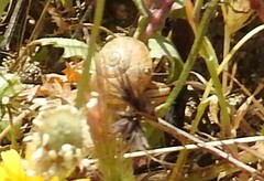 Otala lactea