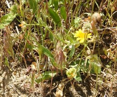 Leontodon longirostris