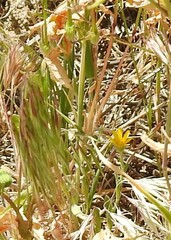 Bromus tectorum