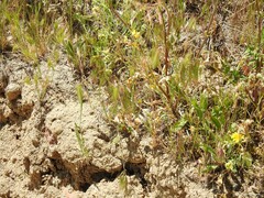 Leontodon longirostris