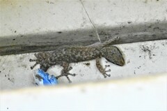 Afrogecko porphyreus