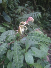 Burmeistera pterifolia