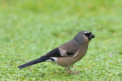 Pyrrhula owstoni