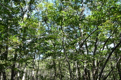 Salix schwerinii