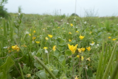 Hypecoum procumbens