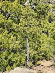 Austrocedrus chilensis