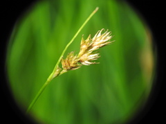 Carex leporina