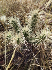 Cylindropuntia
