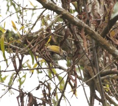 Picumnus innominatus