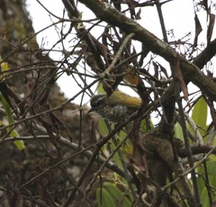 Picumnus innominatus