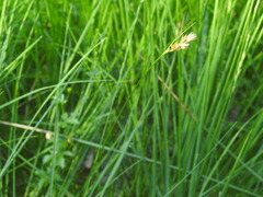 Carex leporina