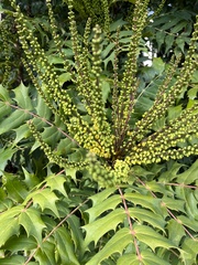 Berberis × hortensis