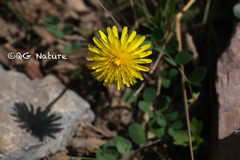 Taraxacum mongolicum