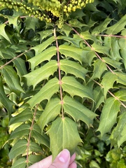 Berberis × hortensis