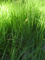 Carex leporina