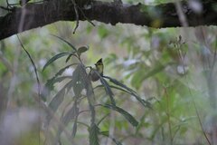 Machlolophus spilonotus