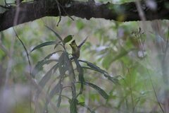 Machlolophus spilonotus