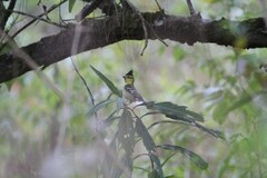 Machlolophus spilonotus