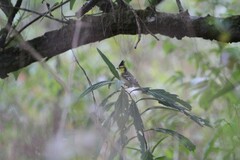 Machlolophus spilonotus