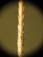 Cynosurus cristatus
