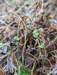 Alpinae
