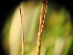 Cynosurus cristatus