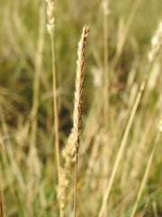 Cynosurus cristatus
