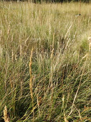 Cynosurus cristatus