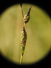 Carex nigra
