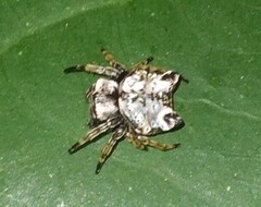 Aspidolasius branicki