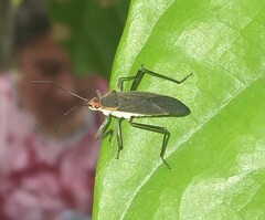 Pyrrhocoridae