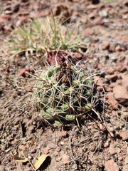 Coryphantha cornifera