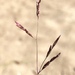 Purple Sandgrass - Photo (c) Samuel Brinker, some rights reserved (CC BY-NC), uploaded by Samuel Brinker