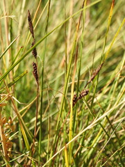 Carex nigra