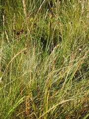 Carex nigra