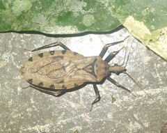 Panstrongylus geniculatus