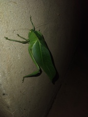 Steirodon
