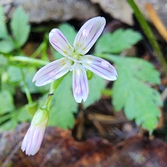 Claytonia