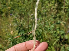 Hesperostipa curtiseta