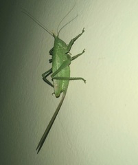 Copiphorini