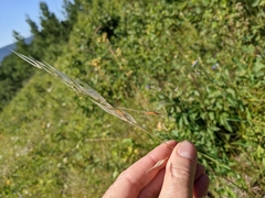 Hesperostipa curtiseta