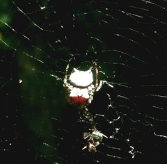 Aspidolasius branicki