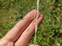 Hesperostipa curtiseta