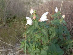 Antirrhinum