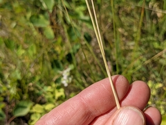 Hesperostipa curtiseta