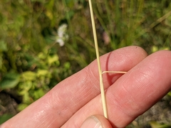 Hesperostipa curtiseta