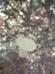 Phyllonorycter belotella