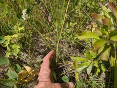 Hesperostipa curtiseta