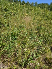 Hesperostipa curtiseta
