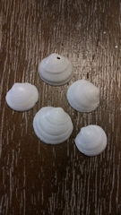 Divalinga quadrisulcata